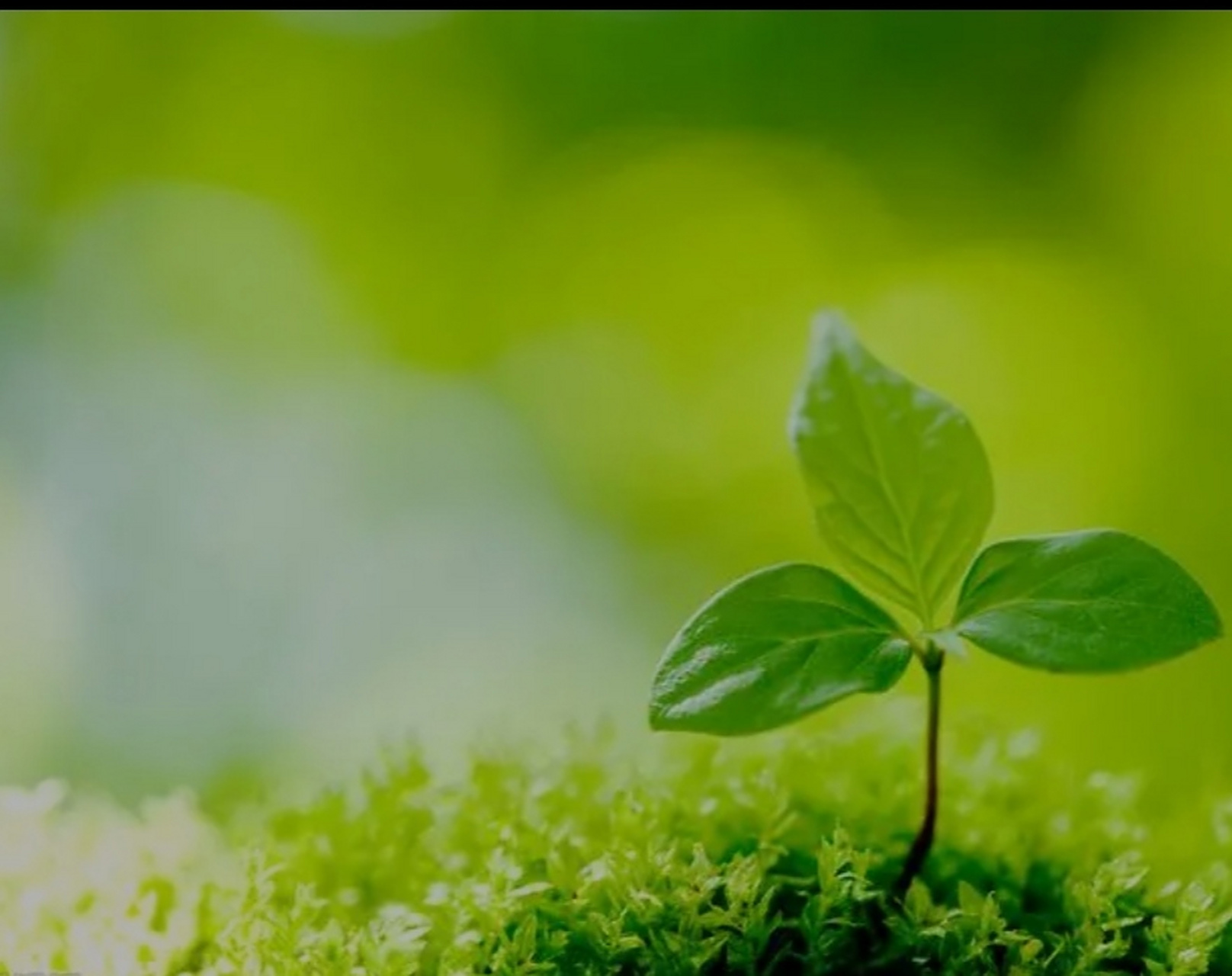 上个月的冻雨暴雪,把窗外花园翠绿的小草覆盖厚厚一层如棉被,盖得严丝