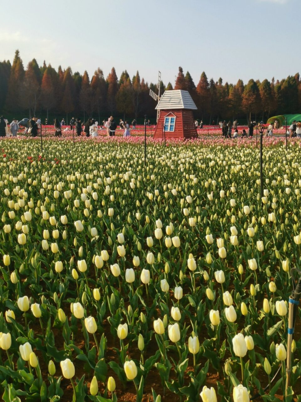 郁金香开好了93昆明已经进入花花世界  93郁金香盛开了,昆明已经