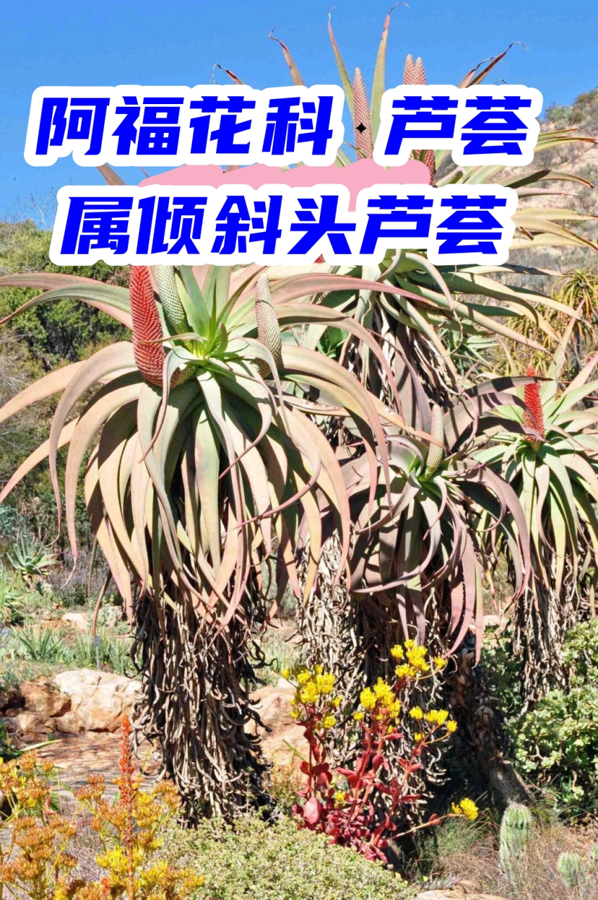 阿福花科 芦荟属倾斜头芦荟  倾斜头芦荟,这个名字听起来就很有趣,是
