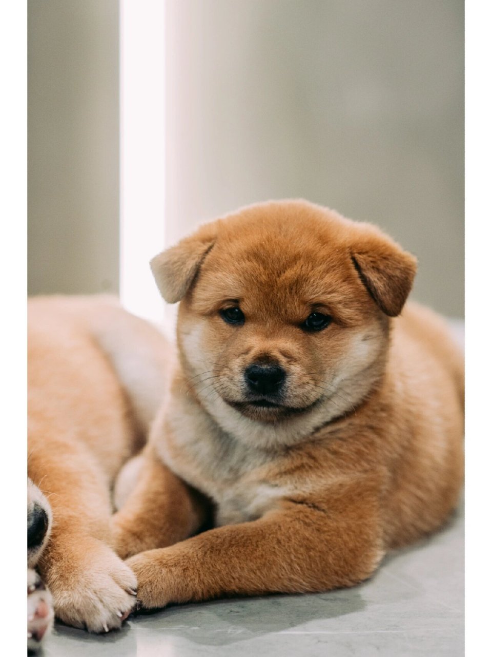 忧郁脸霸道总裁-花生的成长史 花生是西瓜的第二个孩子,是个柴犬