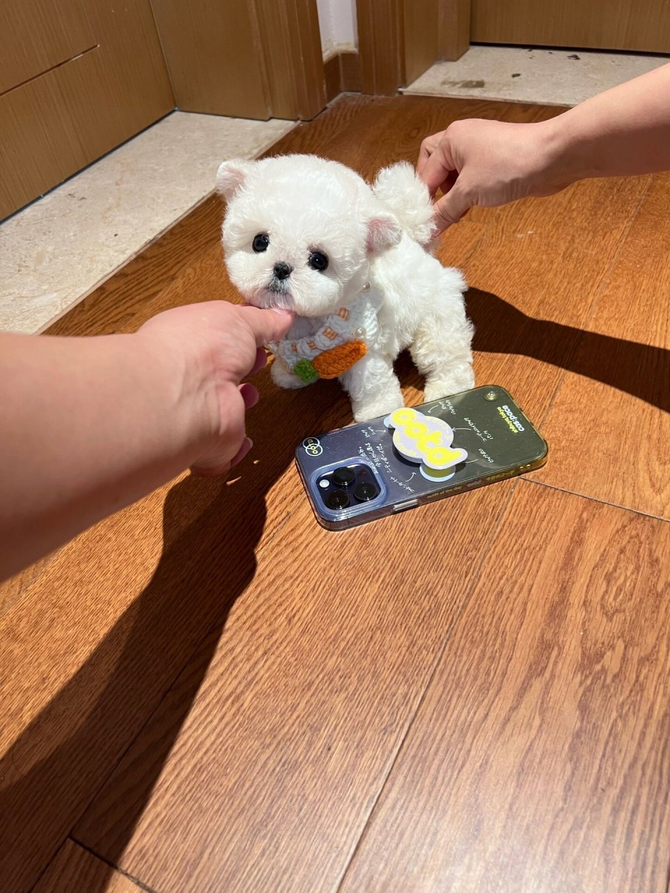 可爱的茶杯狗  我的好朋友最近新买了一只茶杯狗96,真的是太可爱啦!