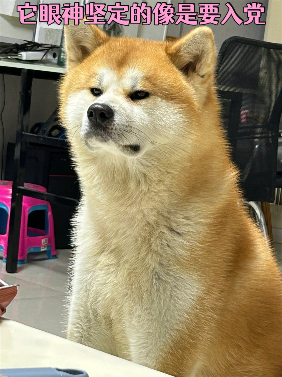 它眼神坚定的像是要入党