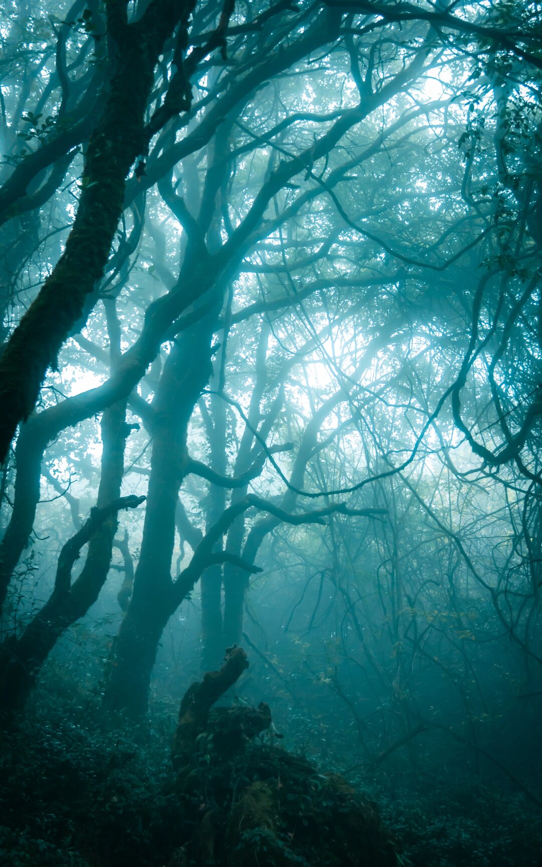 昆明竟然藏着一片神秘的黑森林,让人仿佛置身于张牙舞爪的魔幻世界!