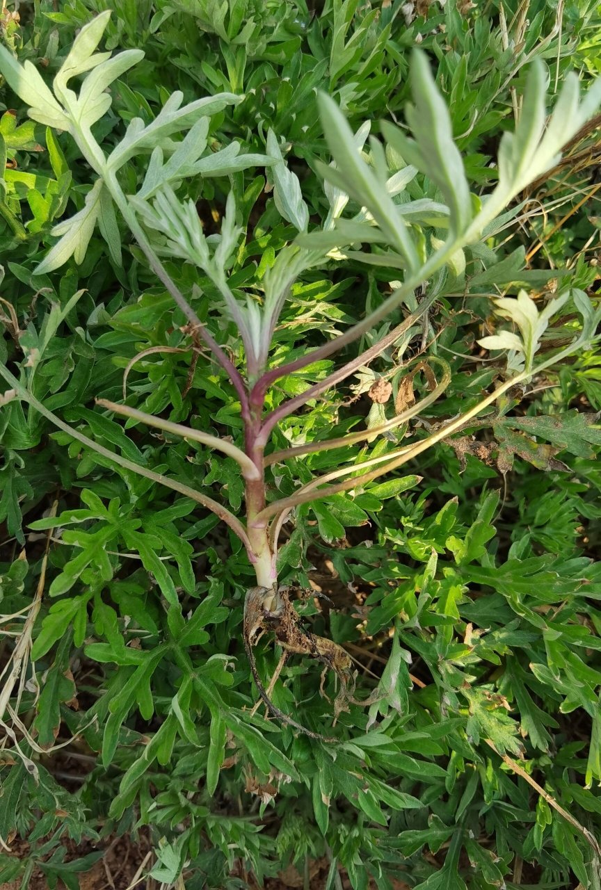 这是泥蒿吗?