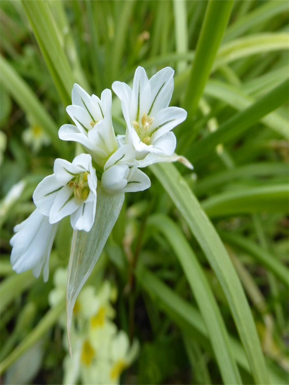 95  韭菜花是百合科葱属的植物,秋天时韭白上绽放的白色花簇,不仅可
