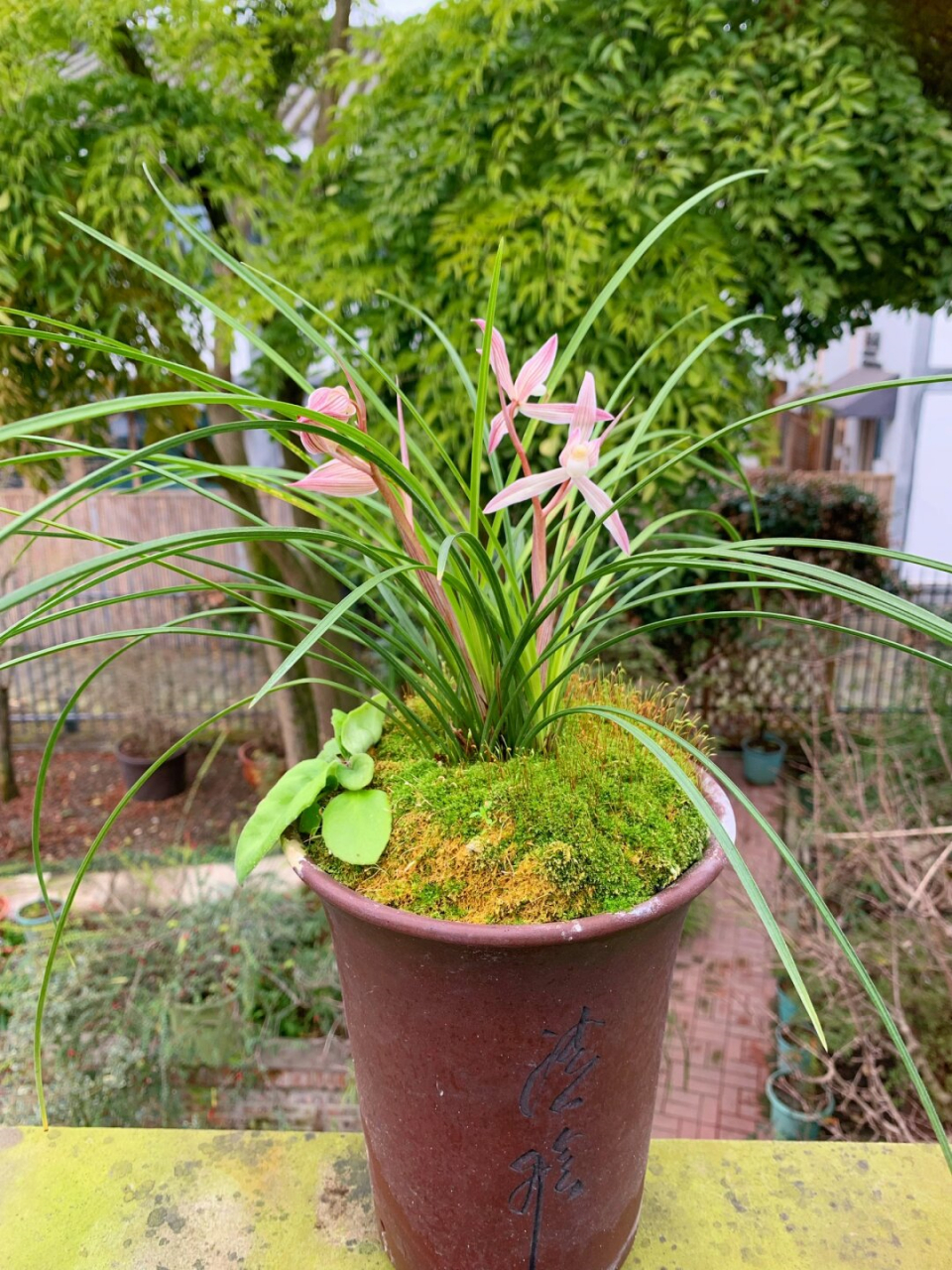 细叶莲瓣兰如期而至  细叶莲瓣兰94如期而至,芳香四溢91,春意渐浓