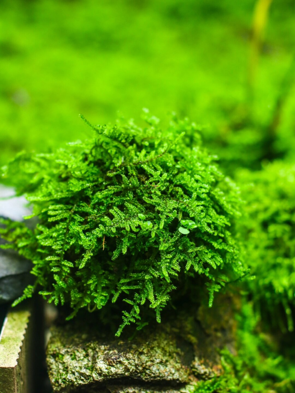 大灰藓苔玉  强推新人养的大灰藓🌱,养护超简单!