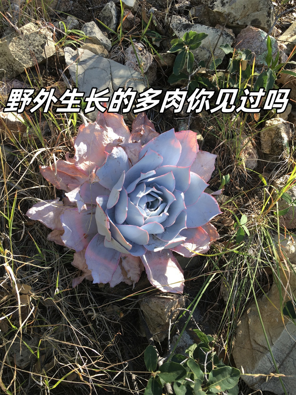 野外生长的多肉你见过吗 中文名:广寒宫94 拉丁文名:echeveria