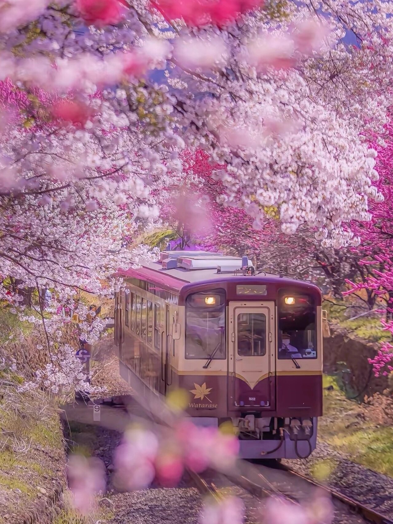 日本樱花之旅:绚烂与感动
