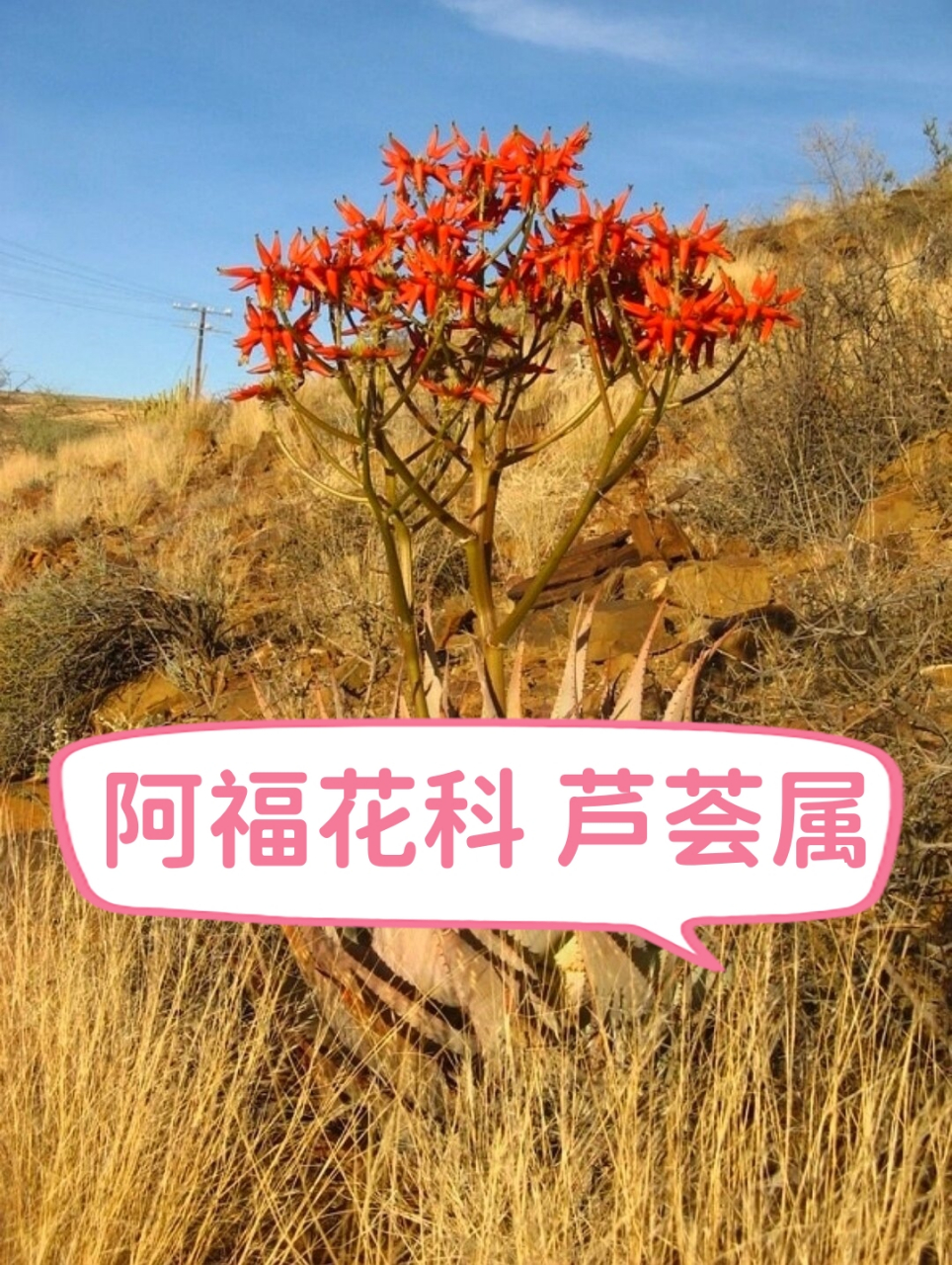 阿福花科 芦荟属  阿福花科芦荟属,听起来就很有特色吧?