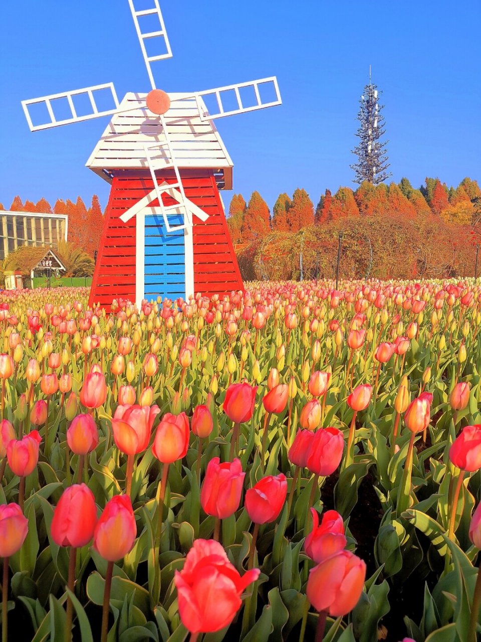 郁金香开好了93昆明已经进入花花世界  93郁金香盛开了,昆明已经