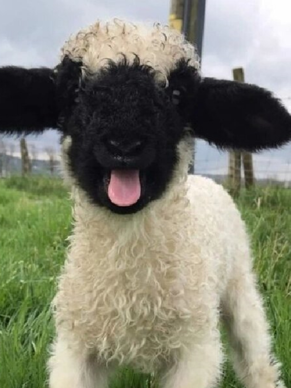 每天了解一种趣味动物瓦莱黑鼻羊  瓦莱黑鼻羊,一听名字就觉得好特别