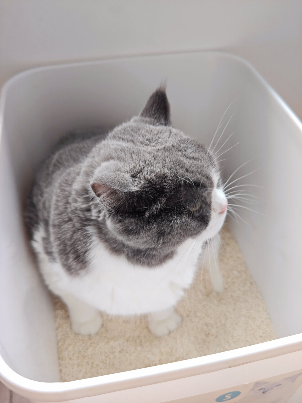 猫砂也有低敏的了?你没听错!