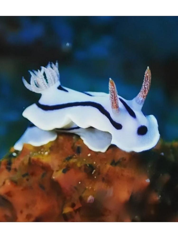 今天我要给大家介绍一位超级酷炫的小伙伴——威廉多彩海蛞蝓!