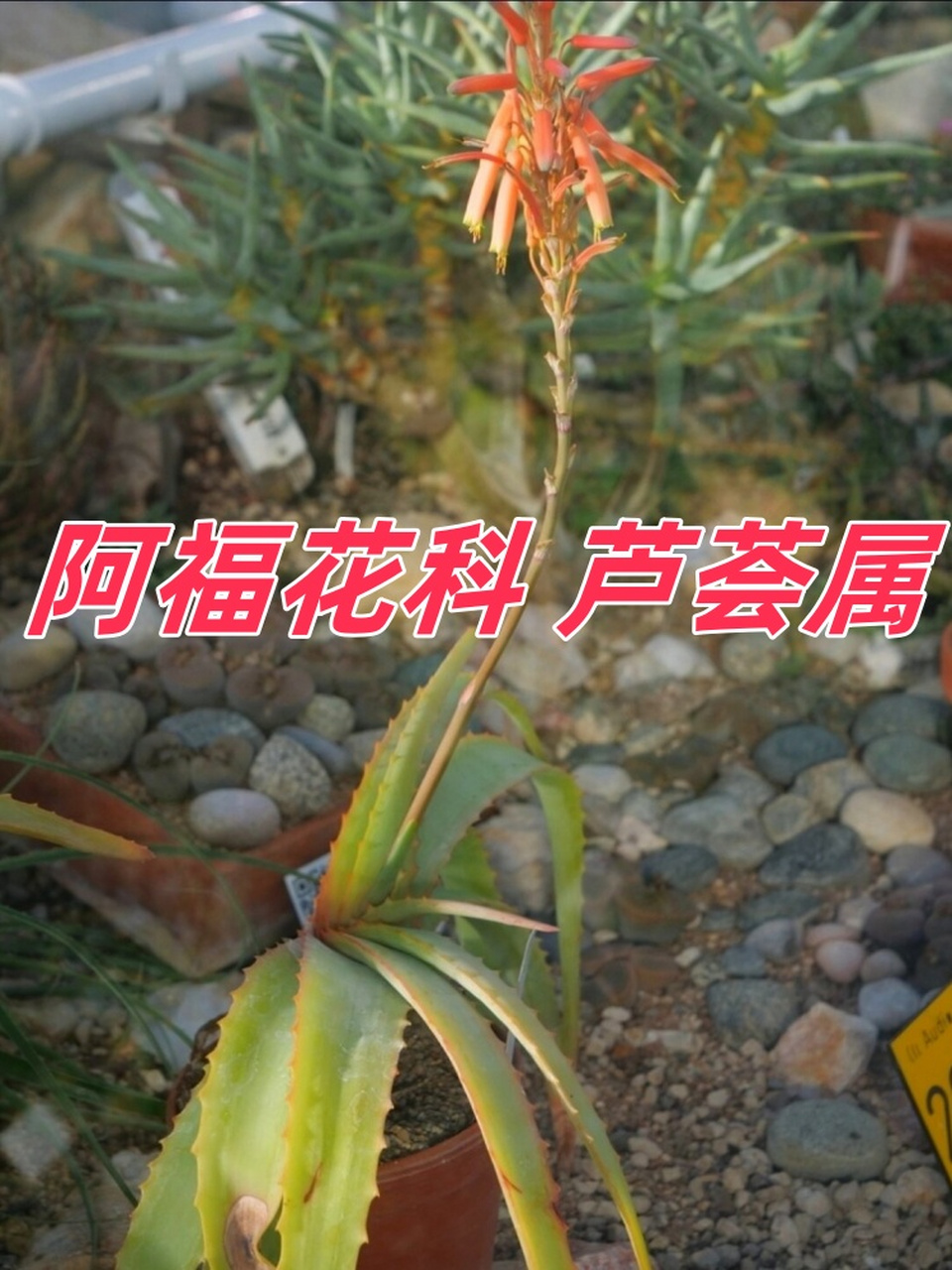 阿福花科 芦荟属  91阿福花科芦荟属的一员——哈迪芦荟(aloe hardy