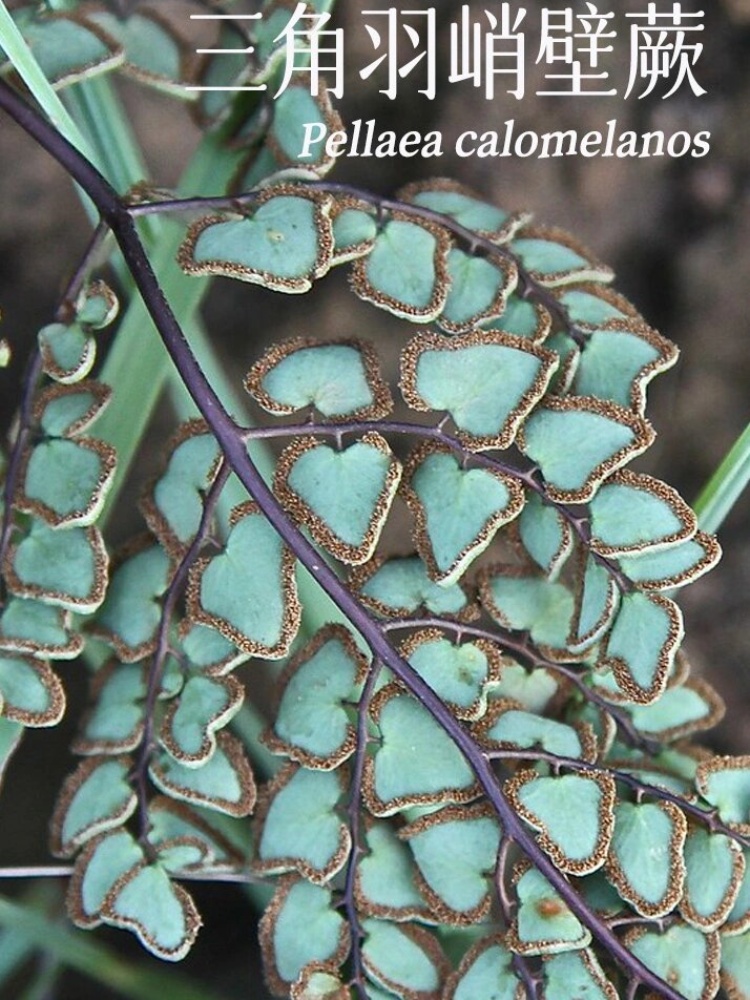 有一种超级酷的蕨类植物,简直是自然界的"高级定制"啊!