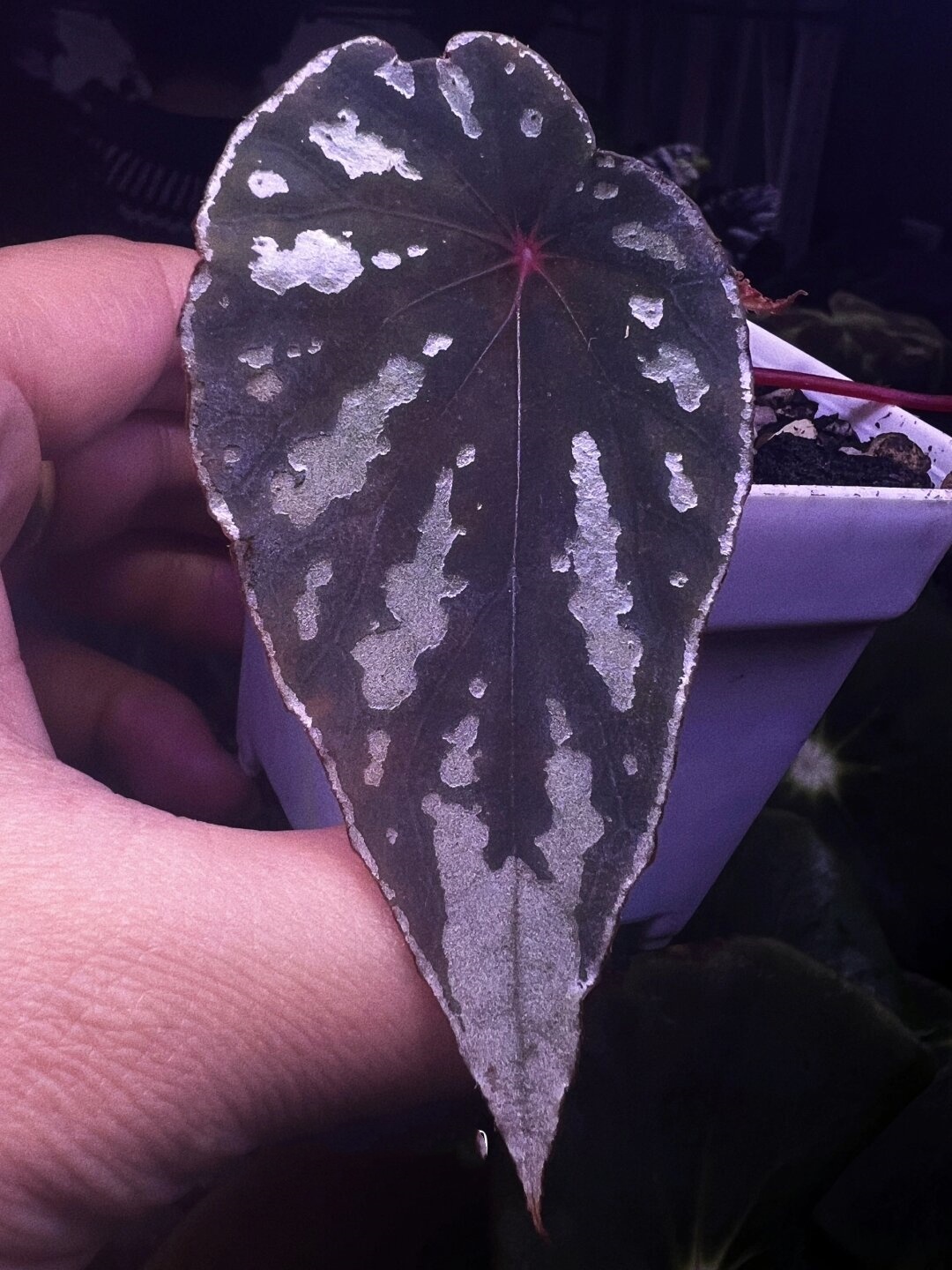 杂交盾叶秋海棠:绚烂秋日的独特魅力  在五彩斑斓的