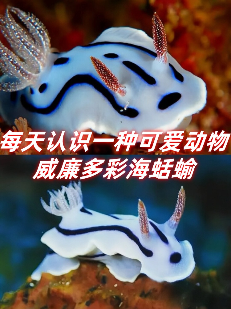 今天我要给大家介绍一位超级酷炫的小伙伴——威廉多彩海蛞蝓!