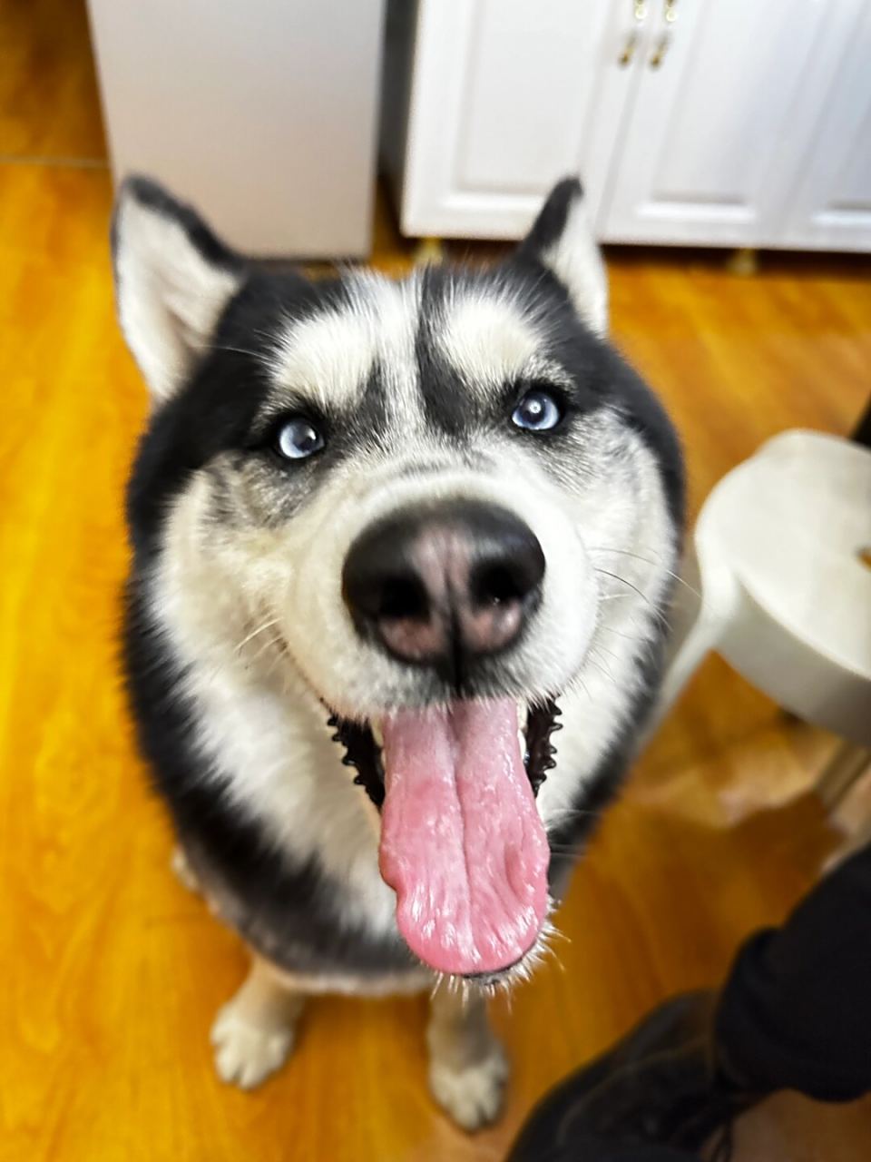 我的傻狗狗日常  每次看到它,我的心都要融化了!