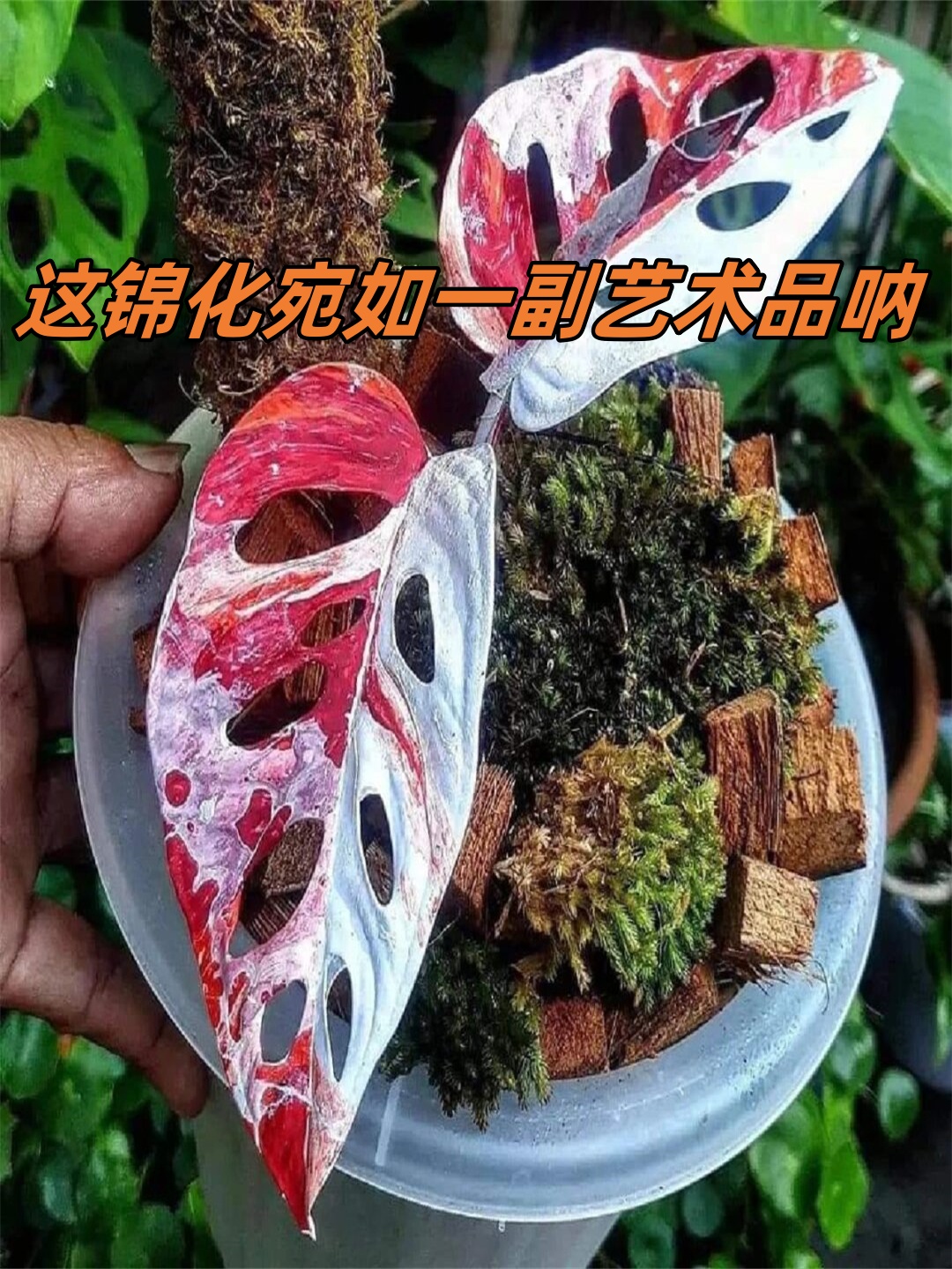 龟背竹锦化诱变剂图片