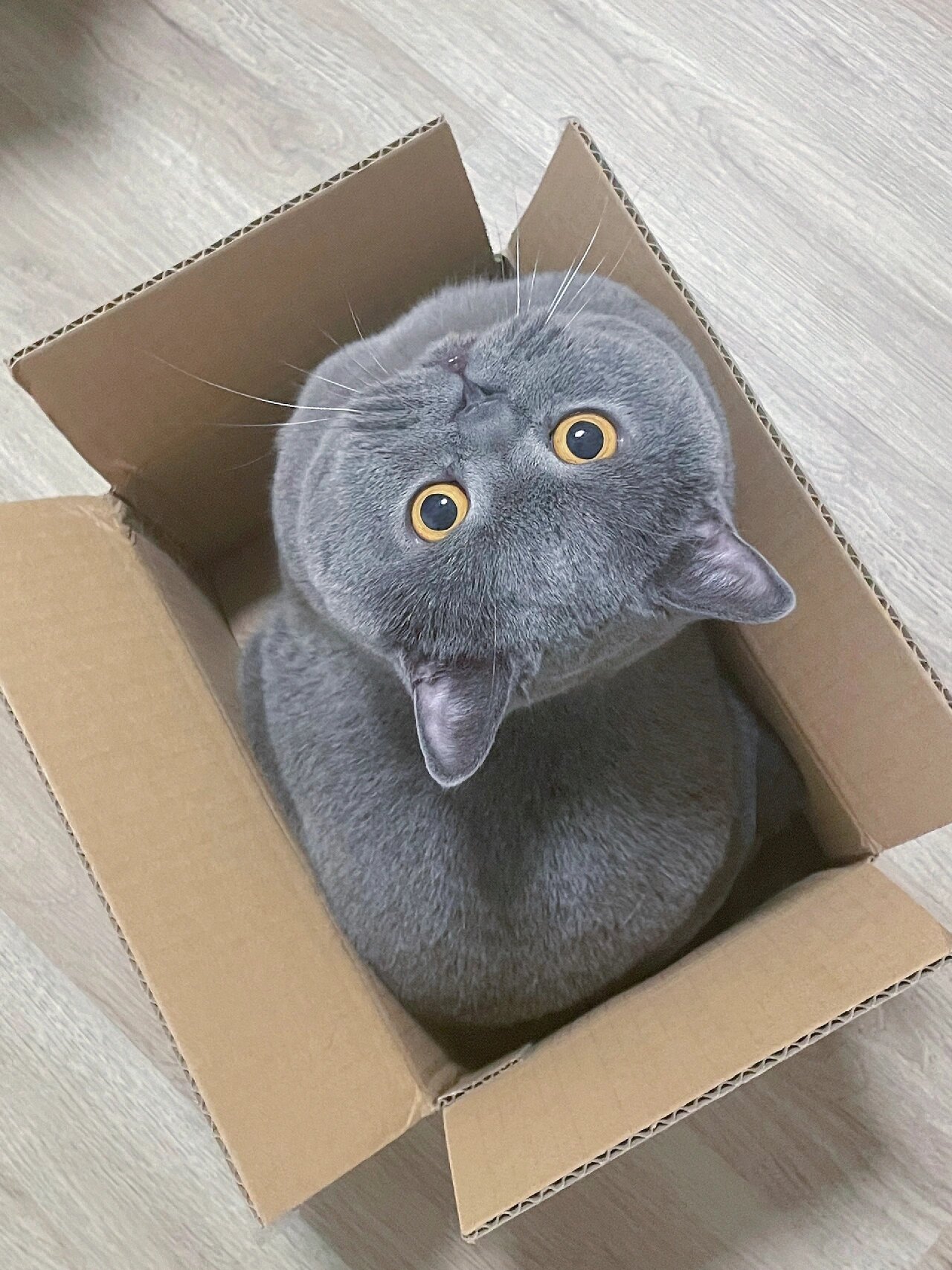 宝宝是一只蓝猫它的日常就是各种卖萌撒娇
