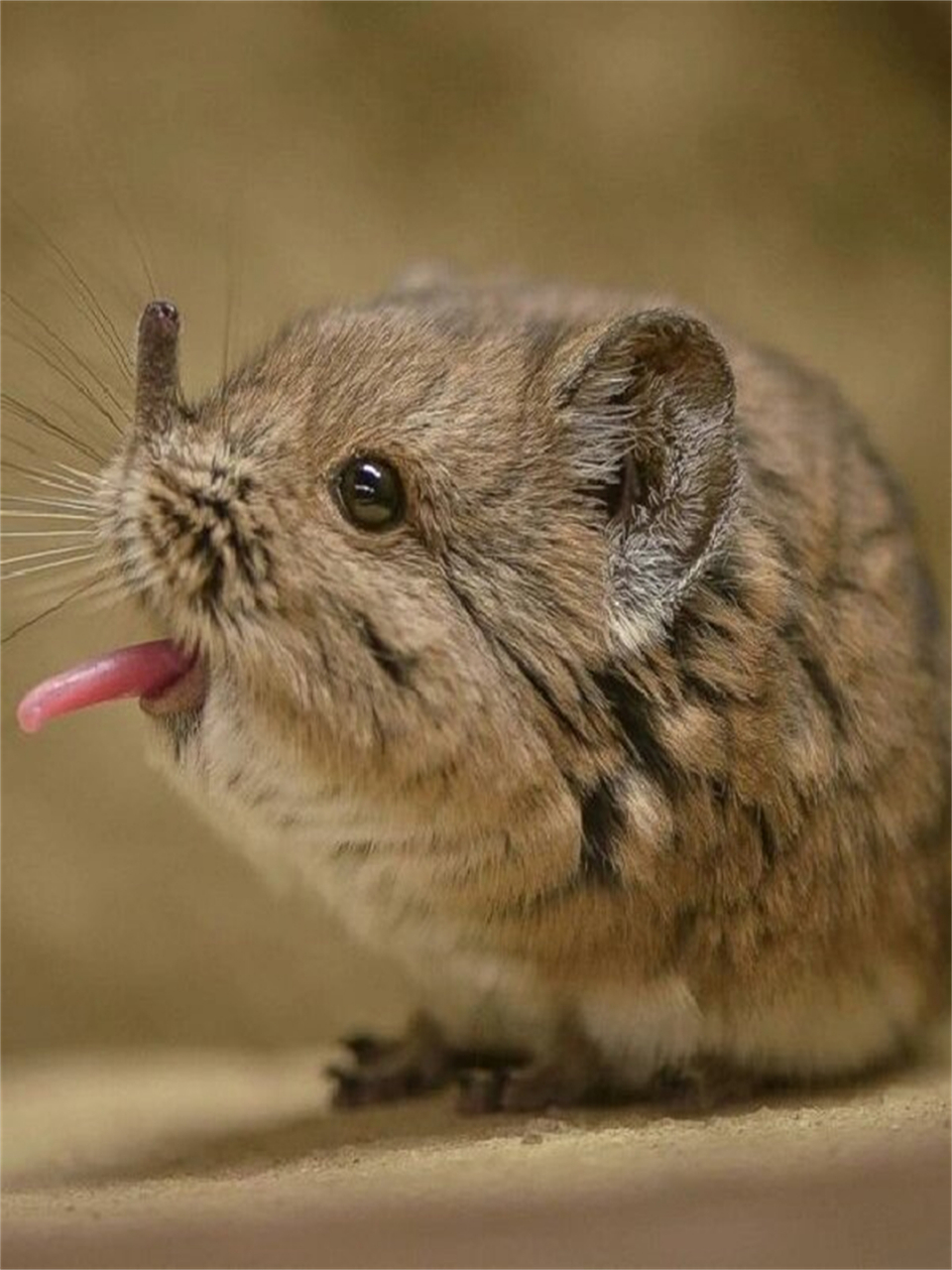 趣味动物象鼩  91象鼩,拉丁学名rhynchocyon udzungwensis,别名跳鼩