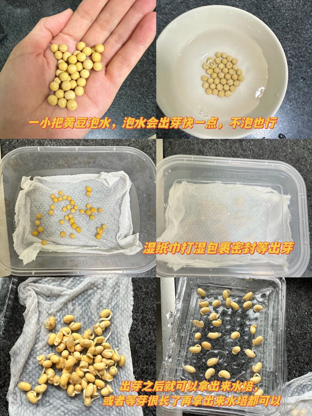 黄豆芽水培过程图片图片