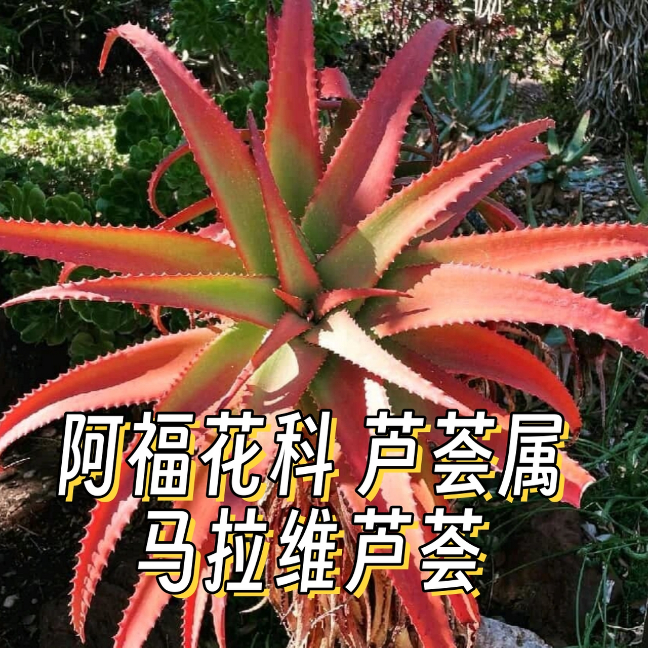 给大家介绍一种非常特别的植物——马拉维芦荟,它来自阿福花科芦荟属