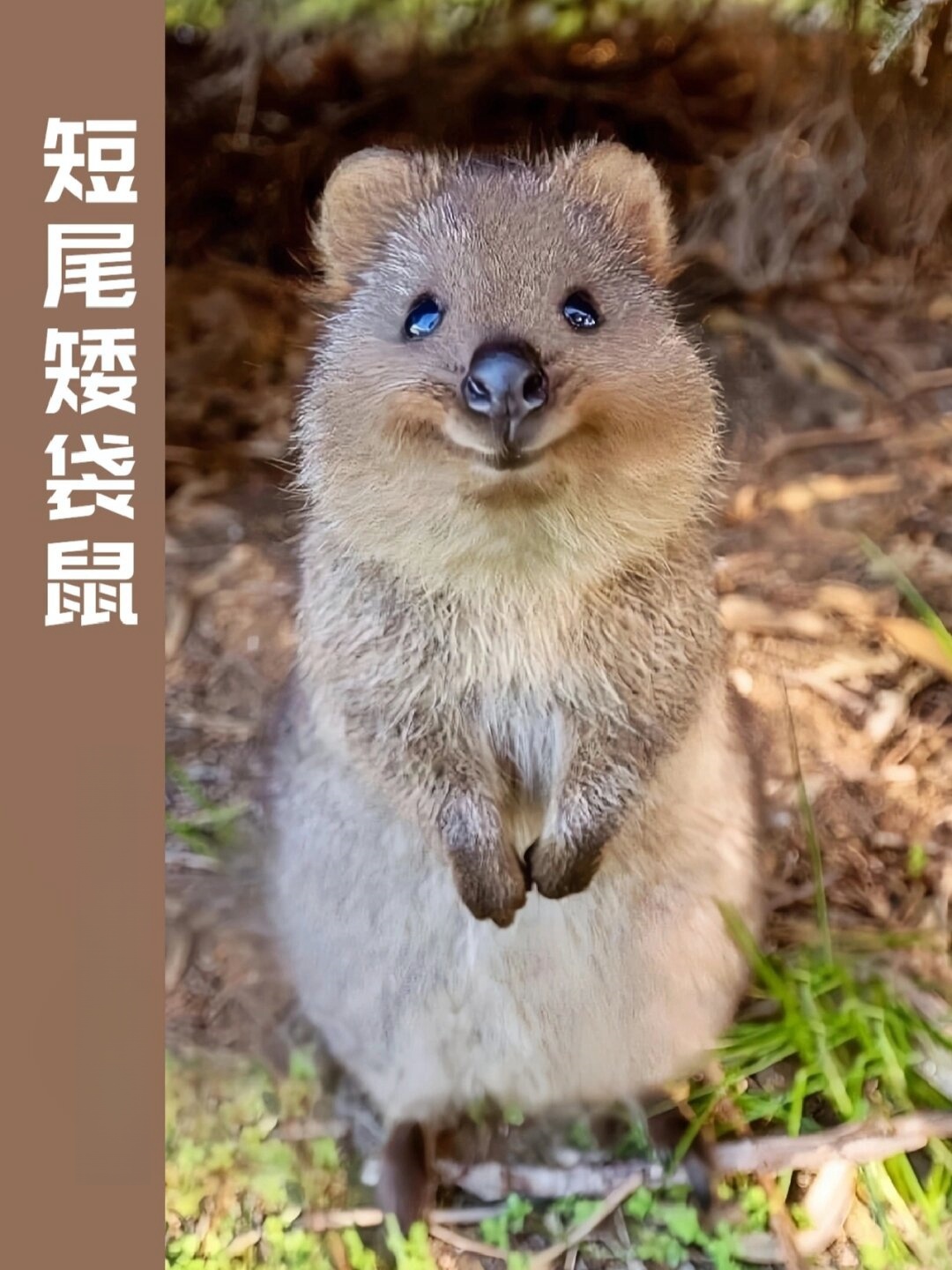 鼠,短尾小袋鼠,拉丁学名setonix brachyurus