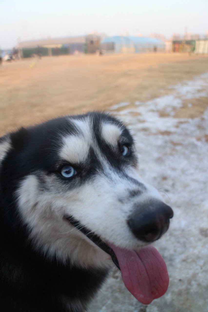 我的傻狗狗日常  每次看到它,我的心都要融化了!