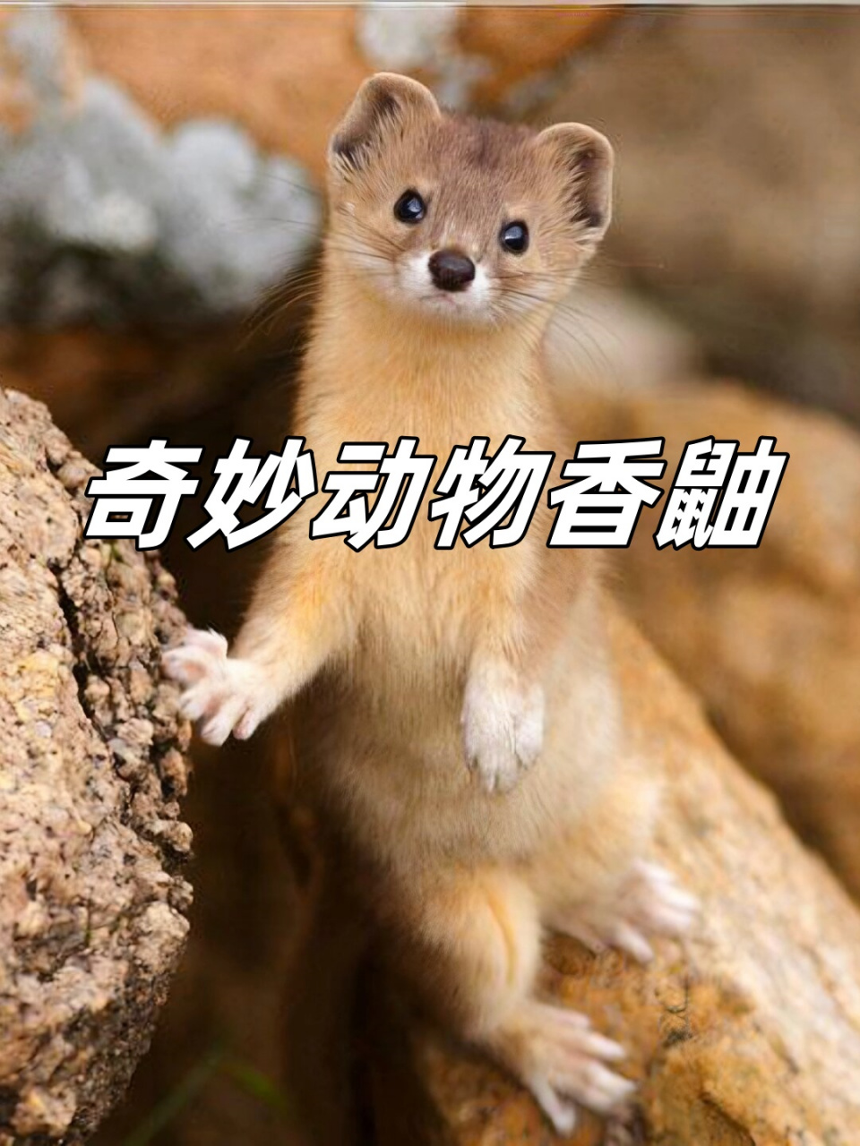 奇妙动物香鼬  92香鼬,学名mustela altaica01  82分布广泛,从