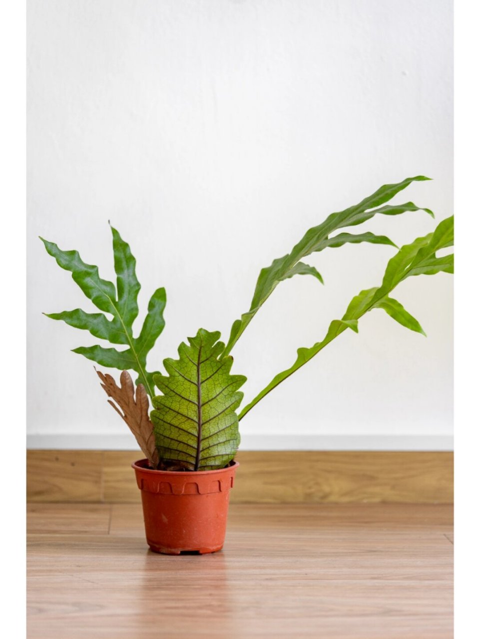 自家繁殖的栎叶槲蕨精选  说起栎叶槲蕨,这可真是一种既神秘又迷人的