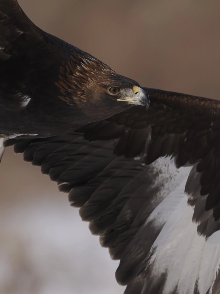 你听说过金雕吗?它可是咱们国家的一级保护动物哦!