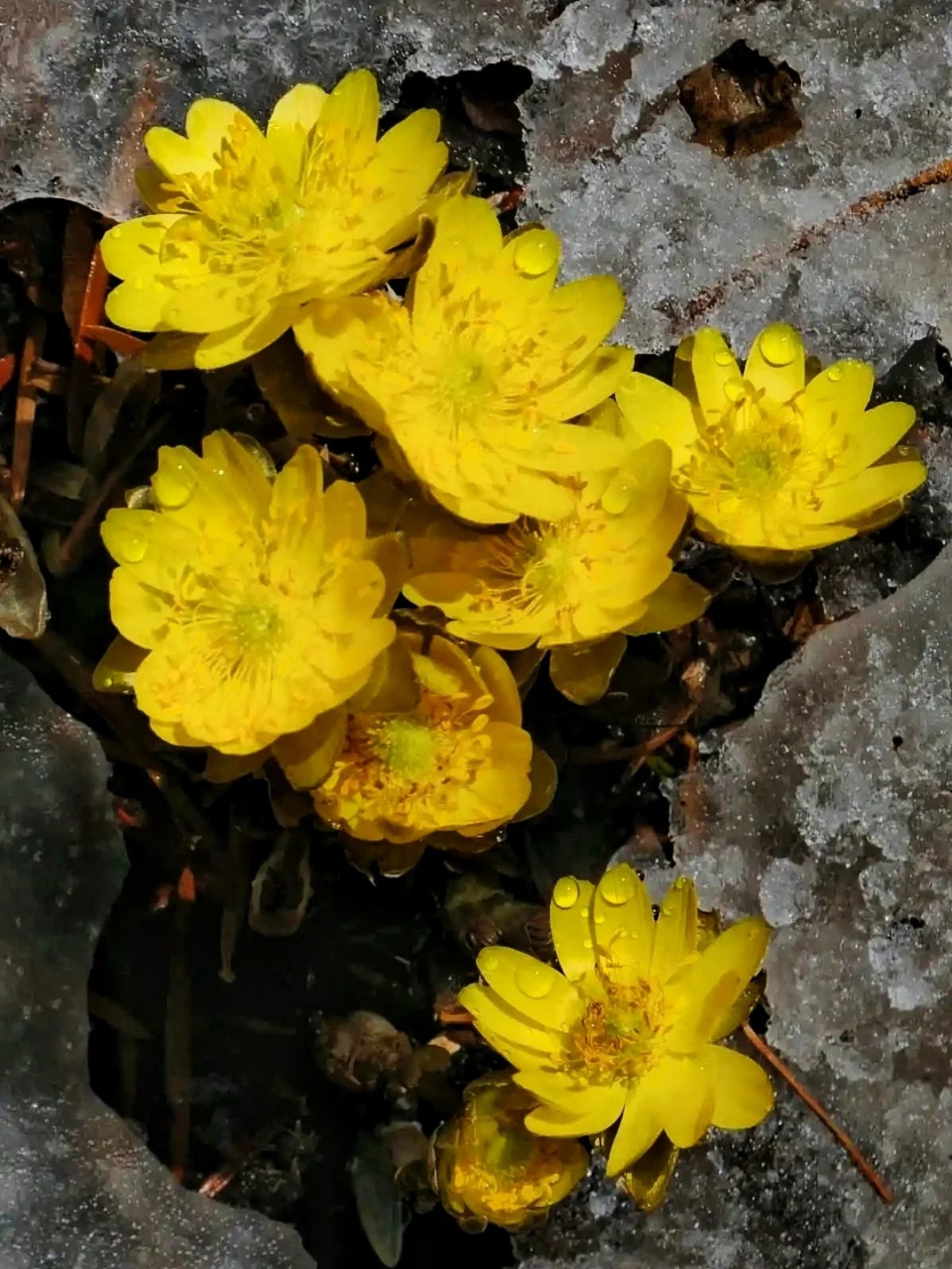 冰凌花的花期图片