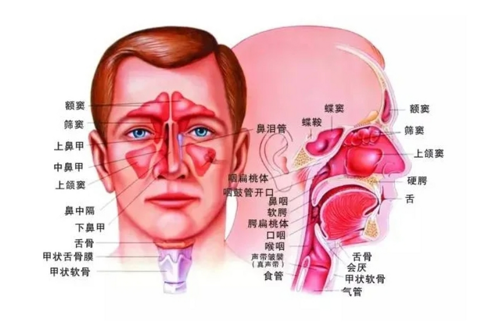 颌窦在哪个位置图片图片