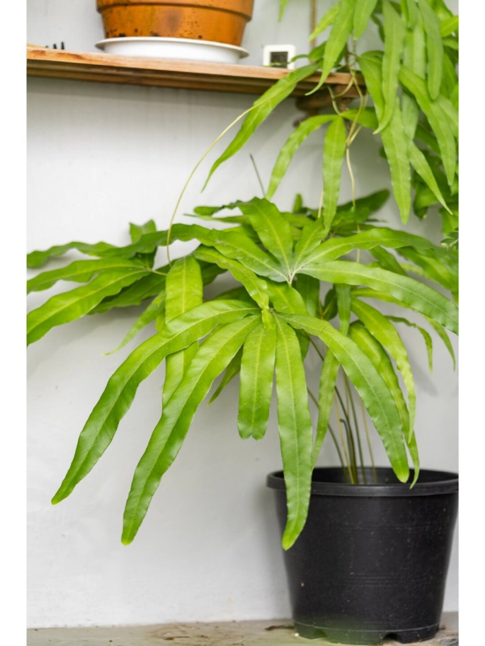 与其他海金沙相比,它的叶片更加宽大,仿佛是大自然的鬼斧神工,赋予了