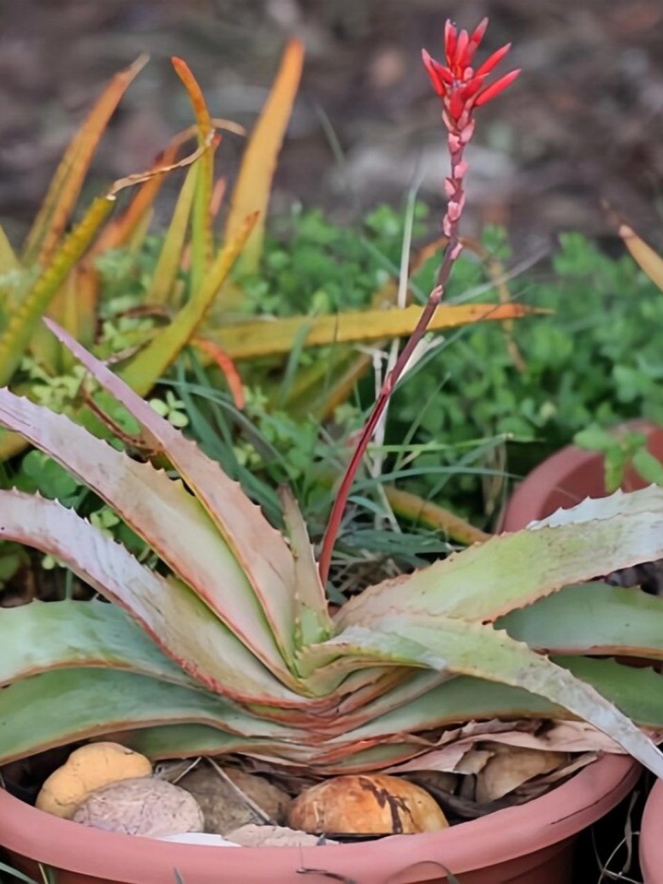 纳迪亚之宝芦荟植物图片