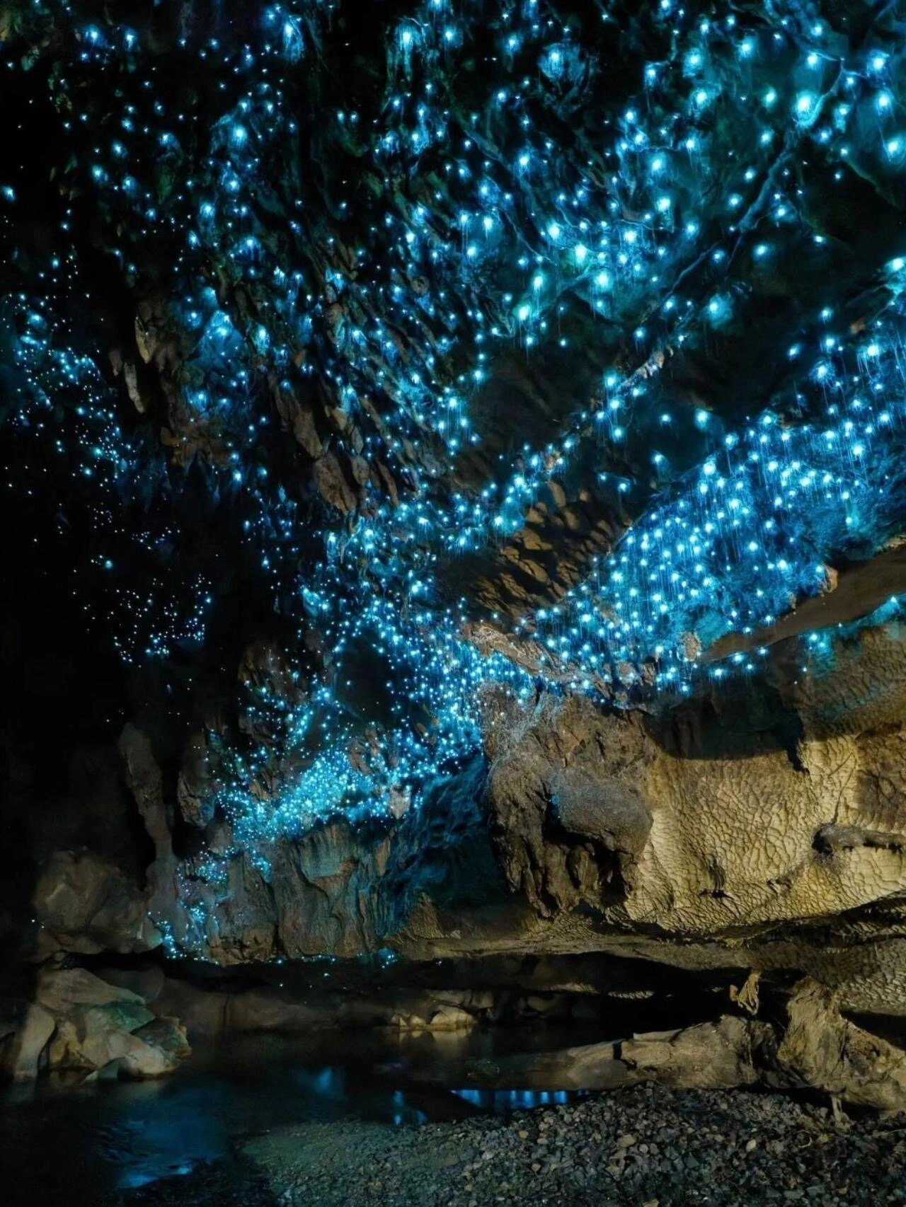 黄金海岸|萤火虫洞半日游