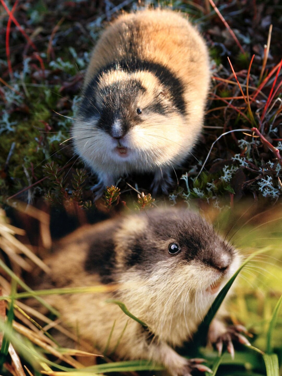 揭秘挪威旅鼠的三大秘密.@白大师的社会科学观的动态