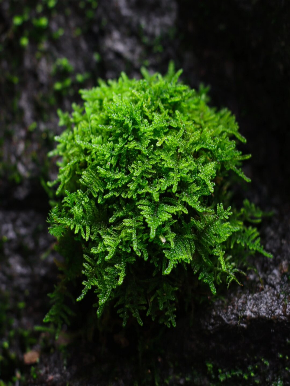 大灰藓苔玉  强推新人养的大灰藓🌱,养护超简单!