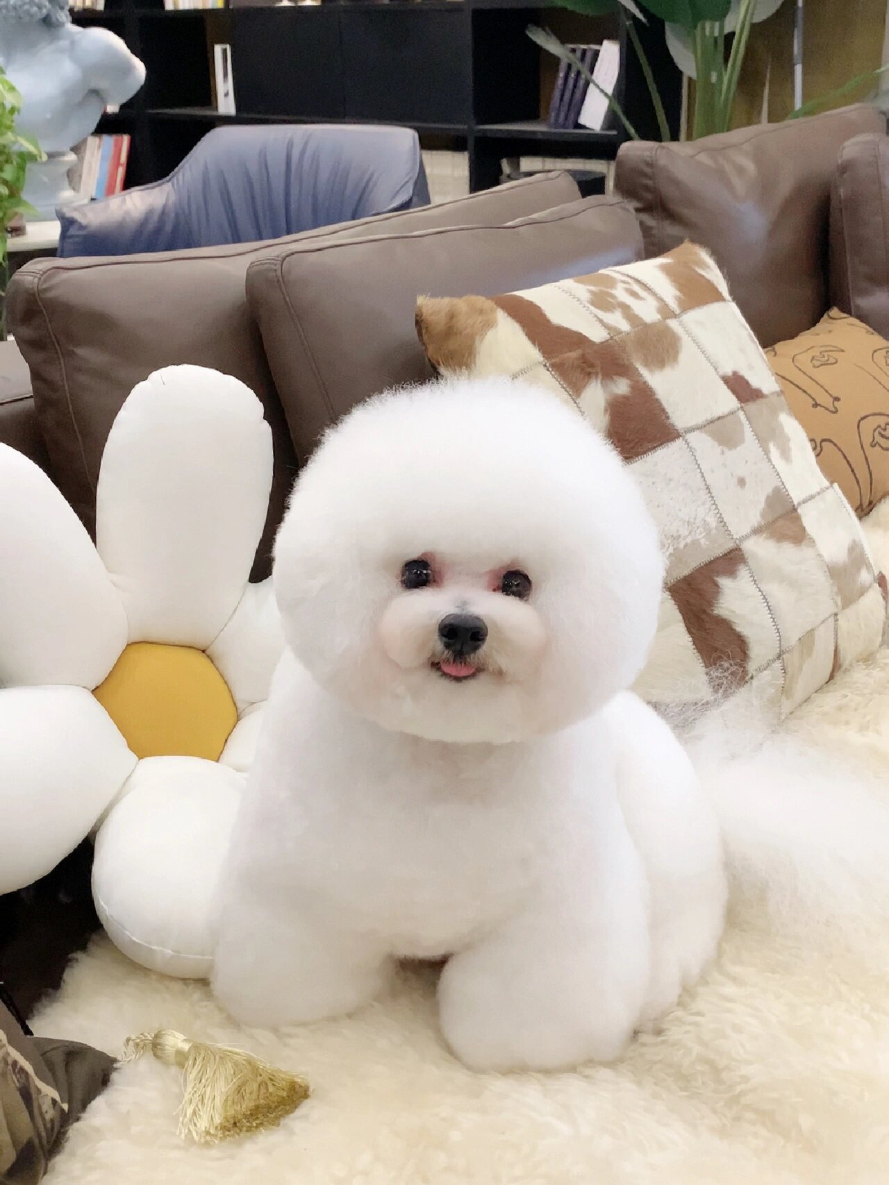 今天我要给大家分享一只可爱的比熊犬,它是如此圆润