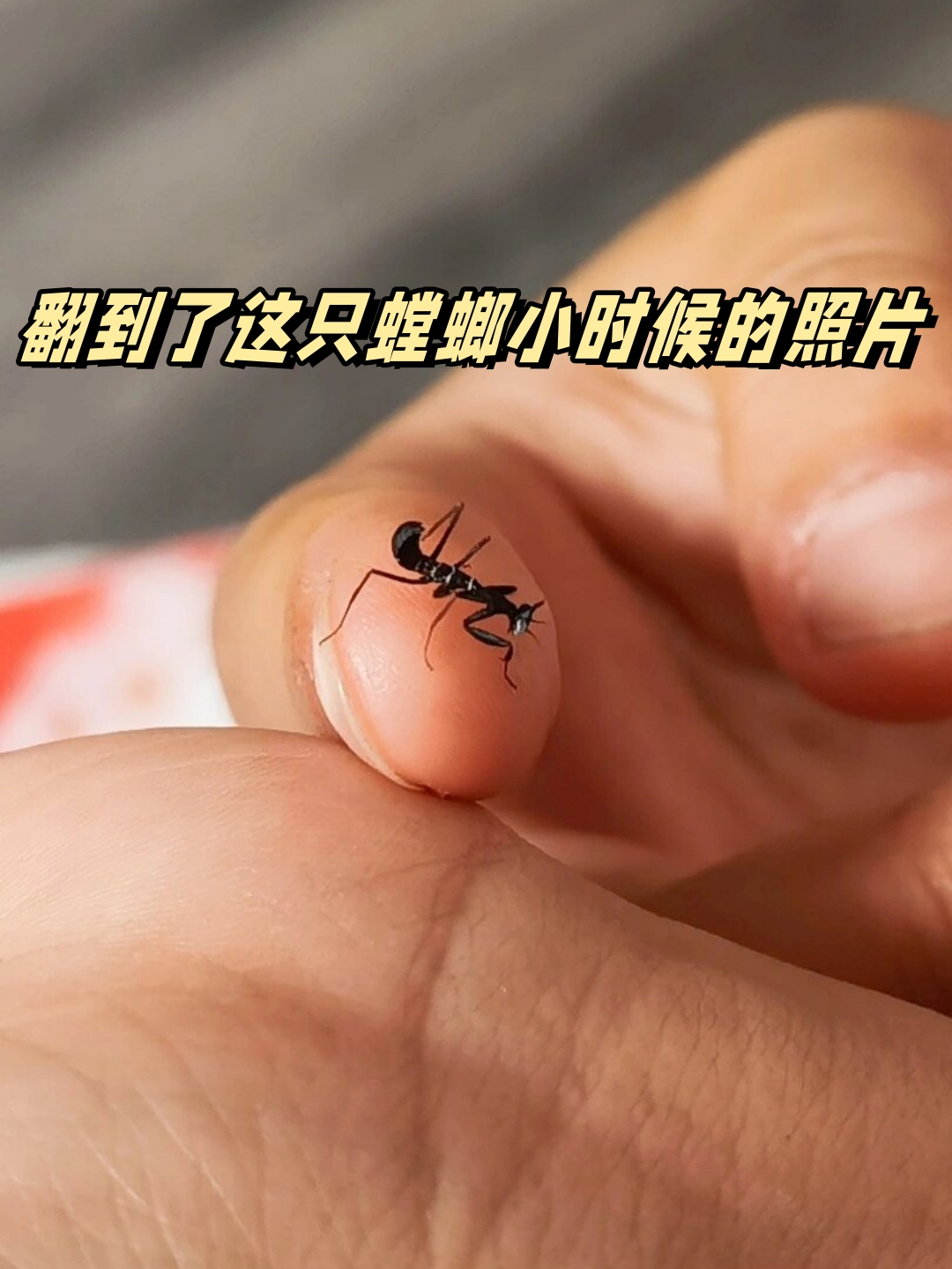 翻到了这只螳螂小时候的照片