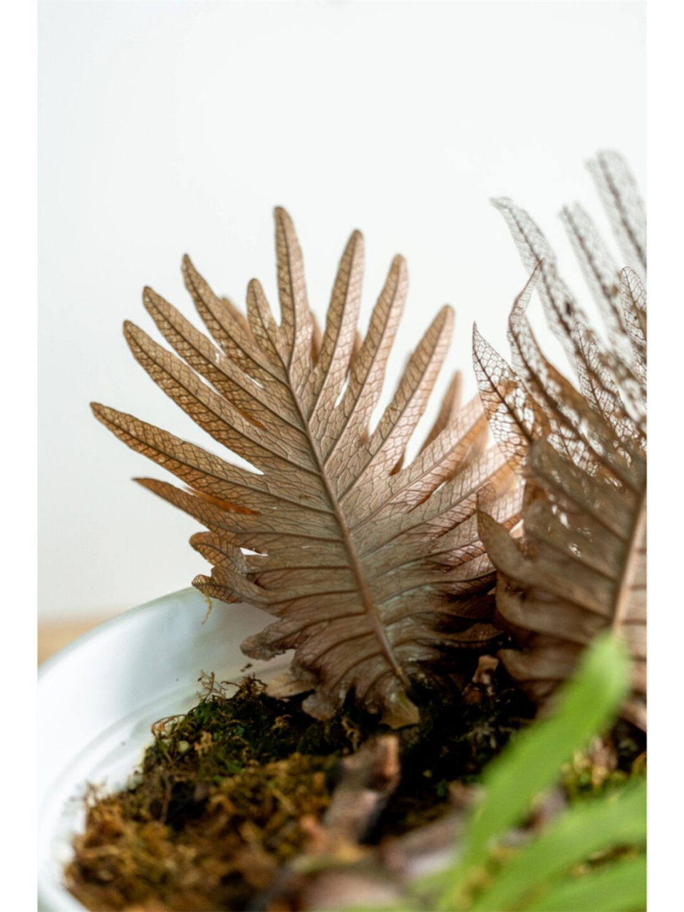 每天分享一款蕨类  石莲姜槲蕨91,源自中国的珍稀槲蕨品种97.