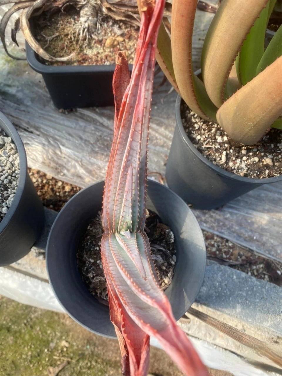 芦荟o推进器  97阿福花科芦荟属——aloe suprafoliata,别名开卷