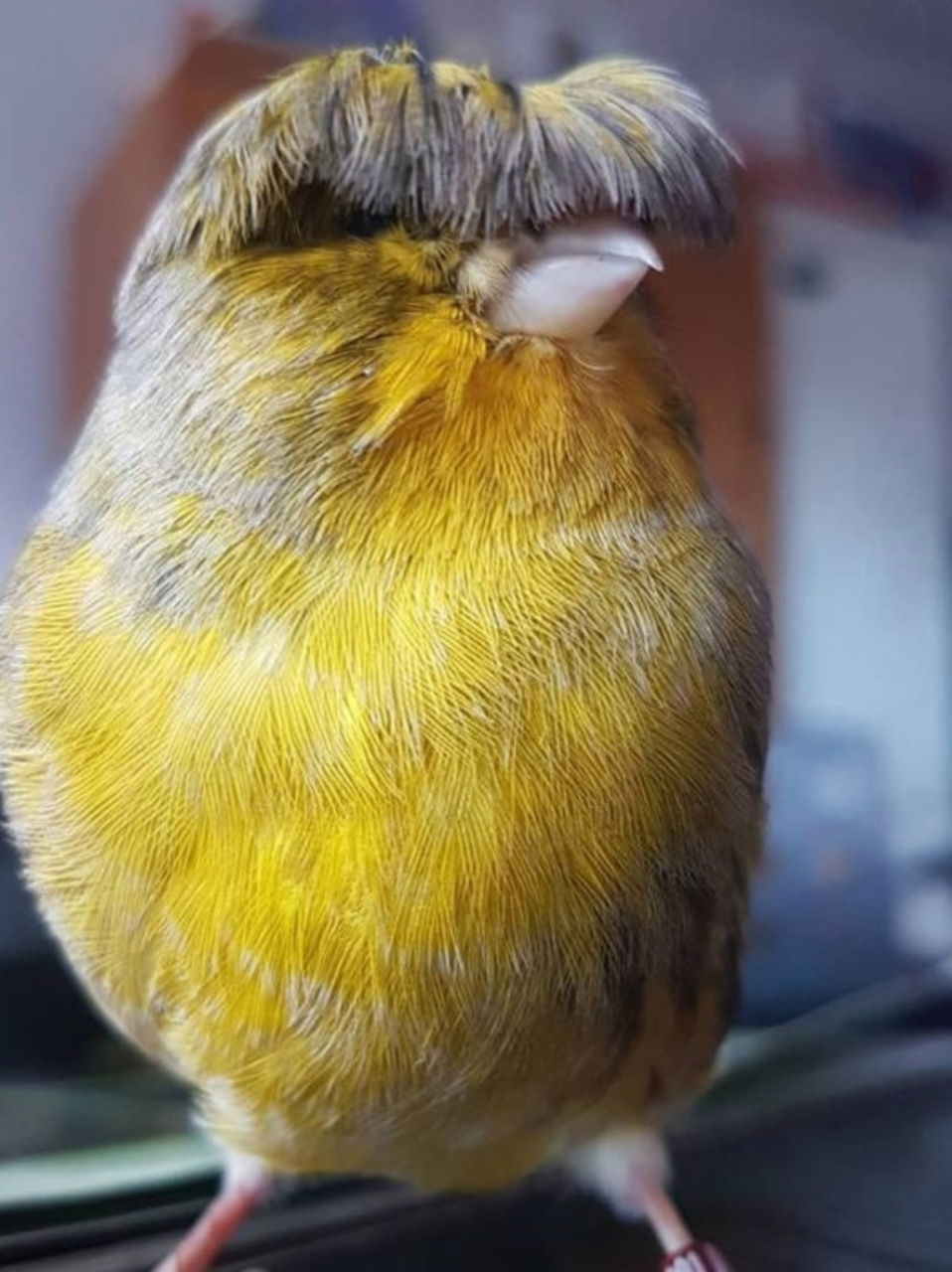 每天了解一种趣味动物凤头金丝雀