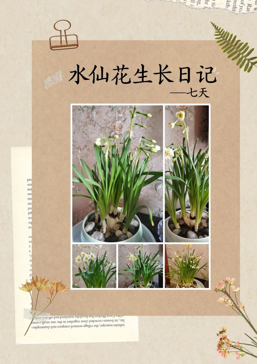 种植水仙花的观察记录图片