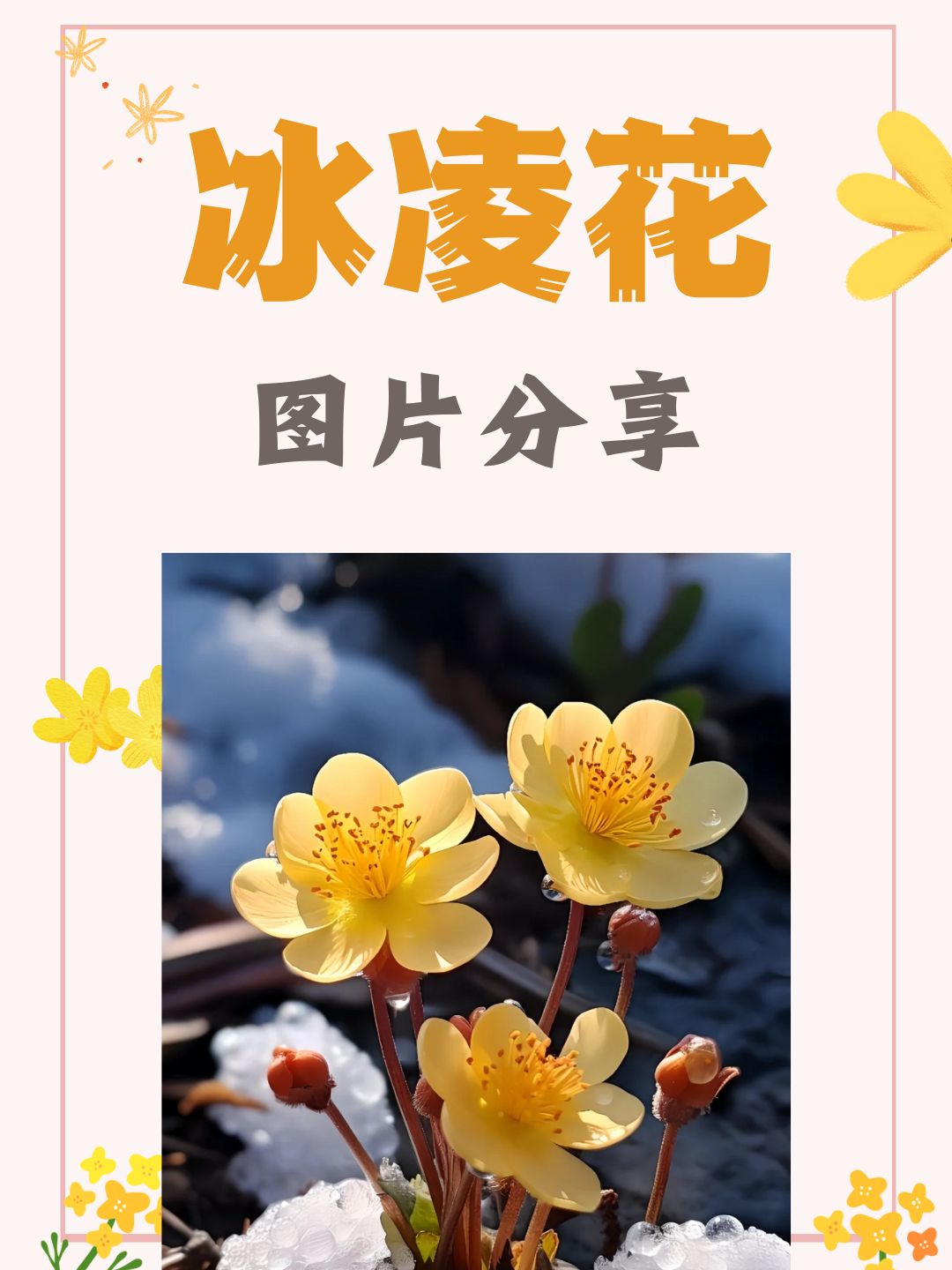 冰蝶花的花语图片