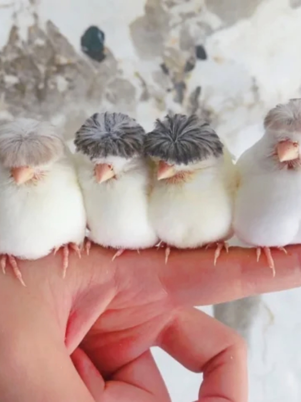 每天了解一种趣味动物凤头金丝雀