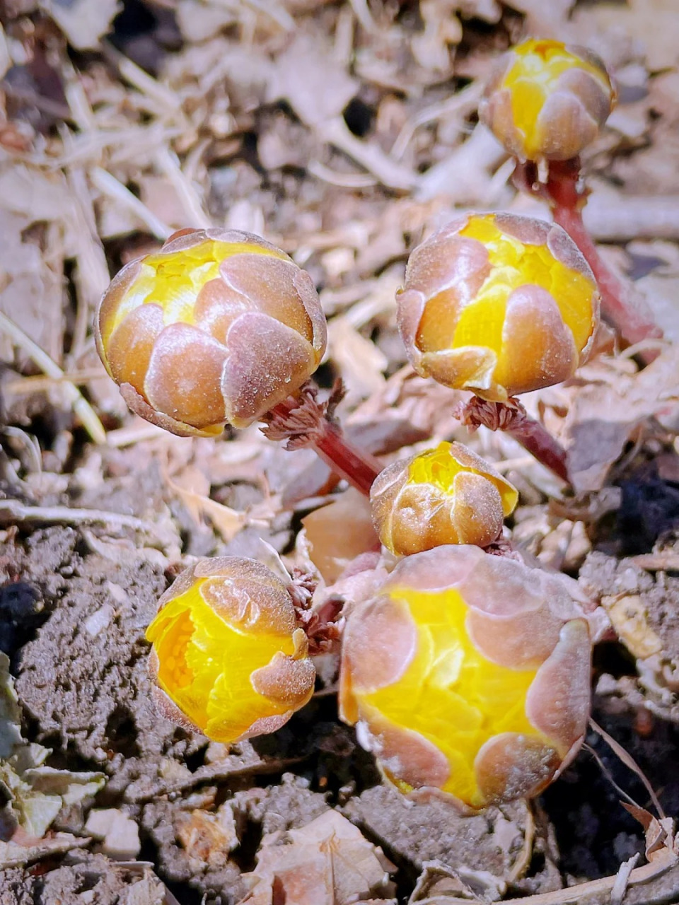 冰凌花的花期图片