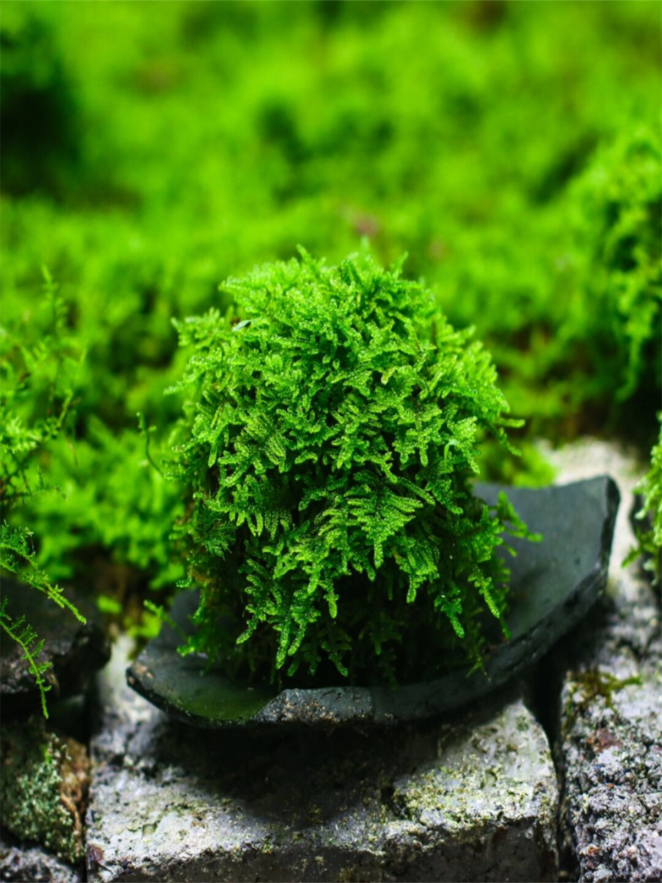 大灰藓苔玉  强推新人养的大灰藓🌱,养护超简单!